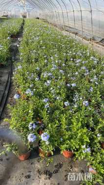 高度15厘米蓝雪花