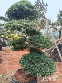 冠幅120厘米火棘球