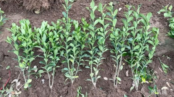 高度50厘米大叶黄杨