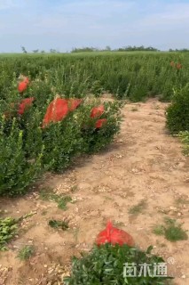高度100厘米大叶黄杨