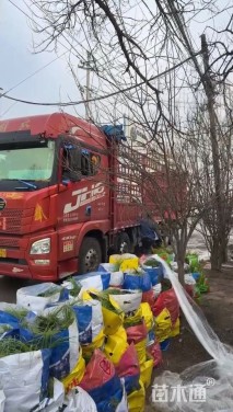 高度80厘米大布尼狼尾草