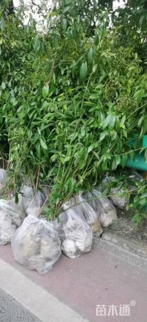 高度100厘米金丝楠木小苗