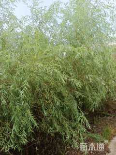 12公分垂柳