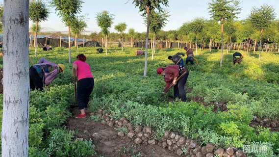 高度60厘米四季玫瑰