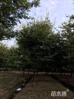 20公分榉树