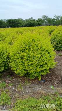 冠幅80厘米金冠女贞球