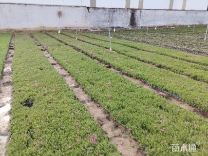 高度10厘米丛生福禄考