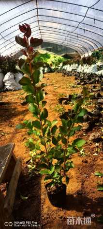 高度50厘米天鹅绒紫薇