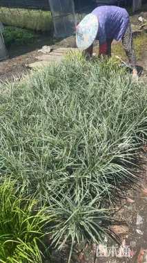 高度25厘米银边麦冬