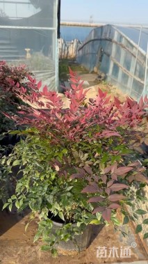 高度70厘米南天竹