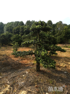 移栽苗造型罗汉松