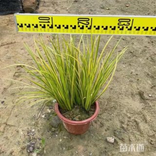 高度25厘米金叶石菖蒲