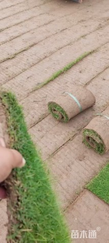 草卷状百慕大草