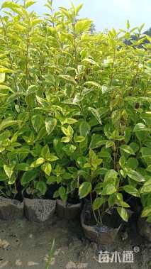 高度30厘米连翘