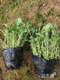 高度15厘米地被菊