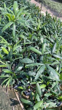 裸干高1厘米棕竹