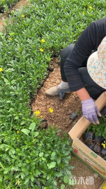 高度22厘米木春菊