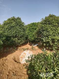 高度300厘米丛生桂花