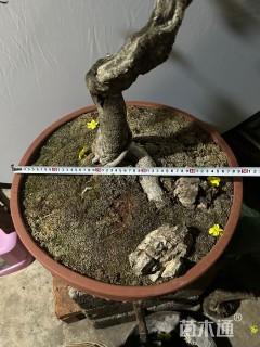 高度110厘米迎春花