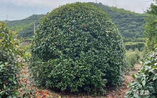 10公分红叶石楠