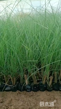 高度20厘米细叶芒