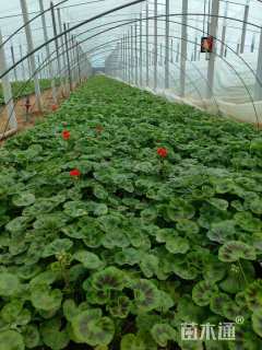 高度30厘米天竺葵