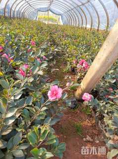 高度30厘米茶梅