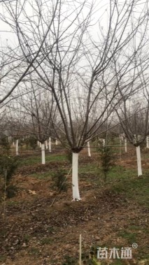 12公分染井吉野樱