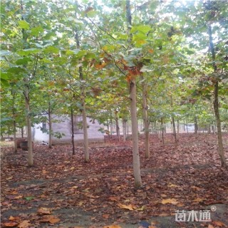 8公分法桐