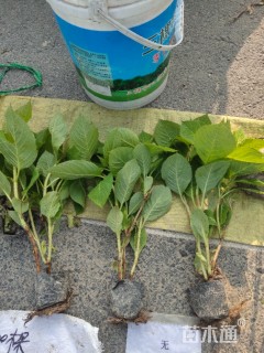 高度30厘米八仙花