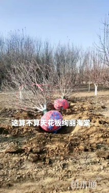 10公分绚丽海棠