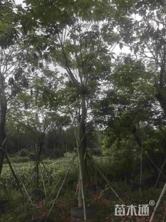 12公分黄花风铃木