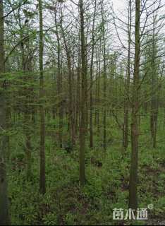 8公分中山杉