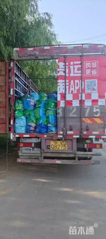 失羽芒基地直销 失羽芒种植基地