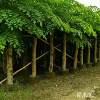8公分印度黄檀
