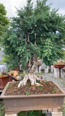 高度120厘米黄杨