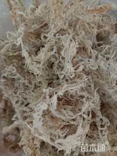 苔草
