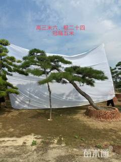 24公分造型黑松