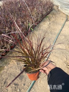 高度50厘米紫叶狼尾草