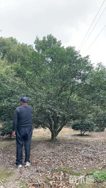 高度300厘米茶梅