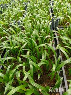 裸干高5厘米小叶棕竹