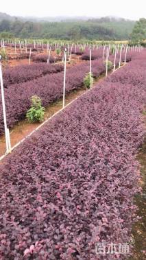 高度35厘米红花继木小苗