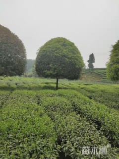 18公分桂花