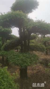15公分白蜡