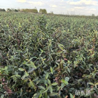 15厘米小叶扶芳藤
