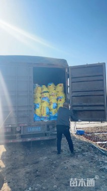 高度60厘米姜荷花