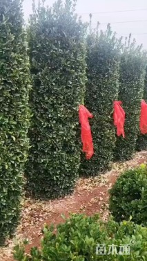 高度300厘米大叶黄杨柱