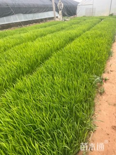 高度45厘米黄菖蒲