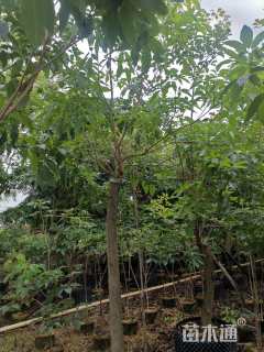 高度1500厘米绣球