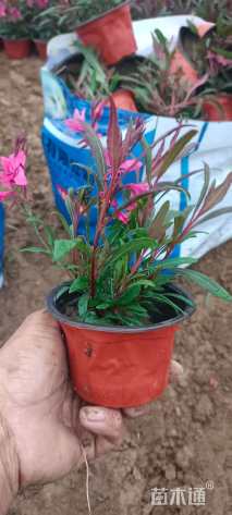 高度20厘米山桃草